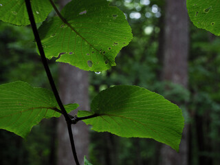 葉と水滴