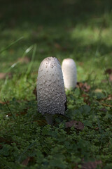 dung mushrooms on the lawn in the park