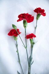 red flowers on a white background