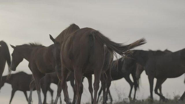 Horses running on a grass field on sunset in slow motion