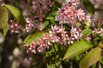 Flowers of bird cherry in park at spring.