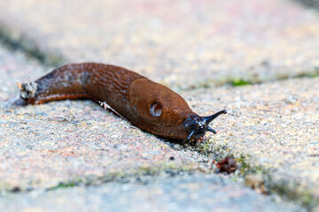the slug, Arionidae. 
These terrestrial slugs breathe in air through their mantle cavity visible on its side