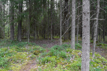 Footpath in damp pine forest