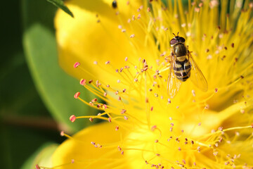 Black and yellow striped female hoverfly, Syrphus ribesii, on the stamens of a yellow hypericum...