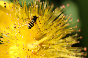 Black and yellow striped female hoverfly, Syrphus ribesii, on the stamens of a yellow hypericum...