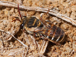 Wild Bee (Pseudapis unidentata)