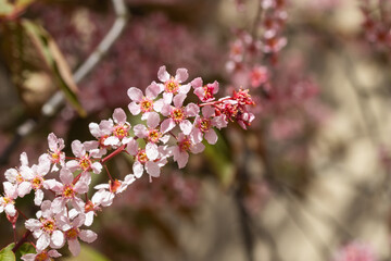 Flowers of bird cherry in park at spring.