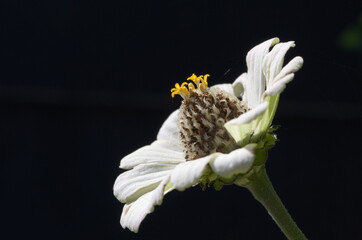 close up of a white flower