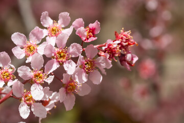 Obraz na płótnie Canvas Flowers of bird cherry in park at spring.