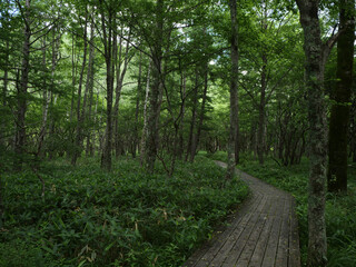 Naklejka premium 日光戦場ヶ原と小田代ヶ原のハイキングコース