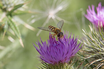 Yellow and black striped female hoverfly, Syrphus ribesii, on a purple thistle flower, close up, above view, green diffused background