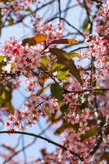 Flowers of bird cherry in park at spring.