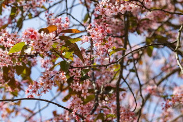 Obraz premium Flowers of bird cherry in park at spring.