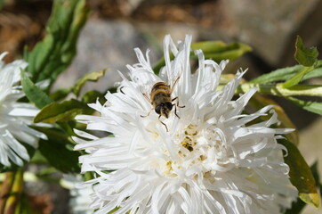 bee on a flower