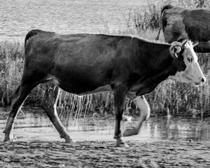 black and white cow stepping out of a lake