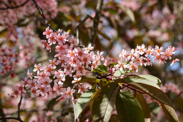 Flowers of bird cherry in park at spring.