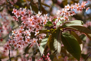 Flowers of bird cherry in park at spring.