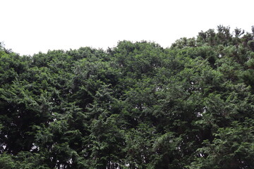 日本の綺麗な空と植物