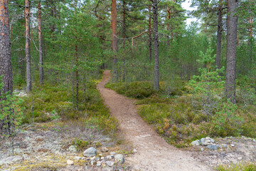 Footpath in damp pine forest
