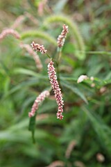한국 인천시  남동구  소래습지생태공원 입니다