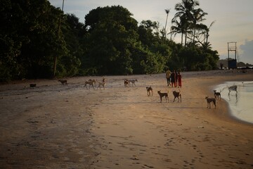 people walking on the beach