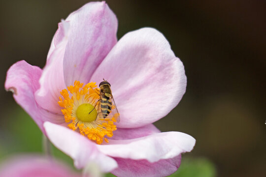 Black and yellow striped female hoverfly or flower fly, Syrphus vitripennis., on a pink Japanese Anemone flower, Anemone hupehensis, close up, above view, dark background