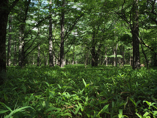 日光戦場ヶ原と小田代ヶ原のハイキングコース