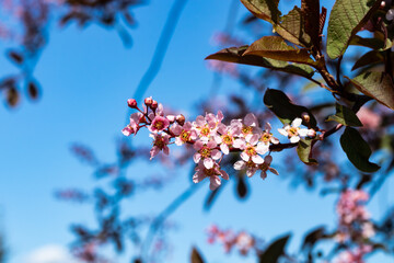 Flowers of bird cherry in park at spring.