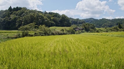 A view of a Japanese village on a sunny day in the middle of summer
