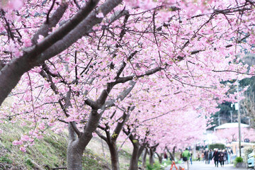 cherry blossom in Japan, Shizuoka, March