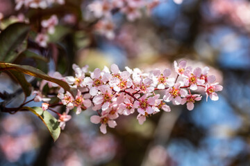 Flowers of bird cherry in park at spring.