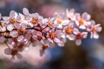 Flowers of bird cherry in park at spring.