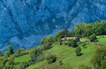 Tejo - European yew (Taxus baccata) and Chapel of Santa María in Bermiego in the Quirós council,...