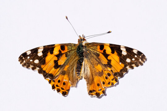 Dead dried butterfly on a white sheet. Butterfly with variegated wings. Yellow-brown pattern on the wings of a butterfly. White background. Isolate. Antennae of a butterfly.
