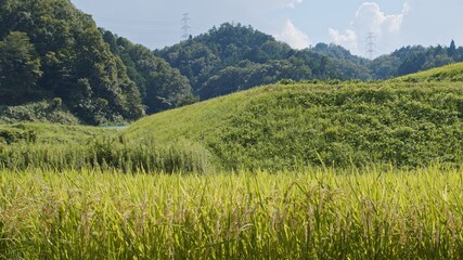 Fototapeta premium Fruitful rice plants swaying in the wind