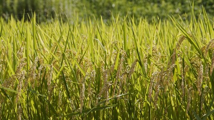 Fruitful rice plants swaying in the wind