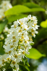 Beautiful white flowers of blooming bird cherry in spring.
