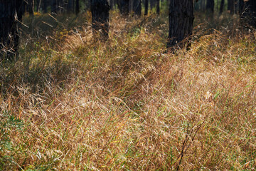 Fototapeta premium forest on a bright day - beautiful autumn landscape and wildlife