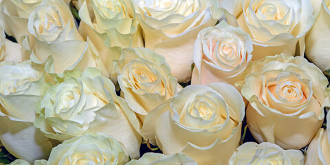 Background of beautiful flowers. Сlose up. Panorama.