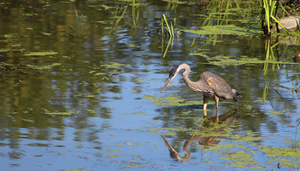 Great Blue Heron looking for food