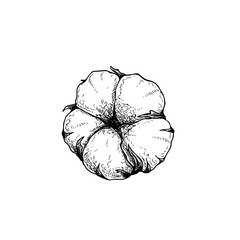Cotton flower bud. Hand drawn sketch style vector illustration of natural eco cotton. Vintage engraved design. Botanical art isolated on white background.