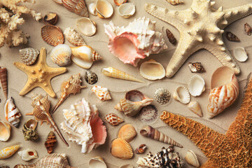 Different beautiful sea shells on sand, flat lay