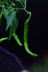 Obraz premium Chili pepper (also chile, chile pepper, chilli pepper, or chilli ) Chilli pepper plants, Green chilly peppers, Green chillies in a garden chilly plant, Close up green bird chilli, Green chilies pepper