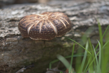 ナラの原木で栽培しているシイタケ
