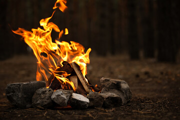 Beautiful bonfire with burning firewood in forest - obrazy, fototapety, plakaty