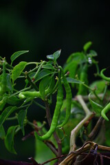 Chili pepper (also chile, chile pepper, chilli pepper, or chilli ) Chilli pepper plants, Green chilly peppers, Green chillies in a garden chilly plant, Close up green bird chilli, Green chilies pepper