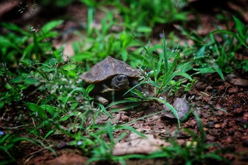 turtle in the grass