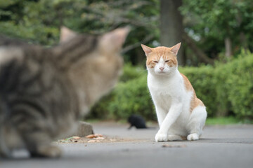 ライバル