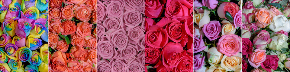 Beautiful collage of flowers. Close up. Panorama.