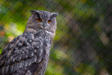 Uhu Eule im Vogelpark